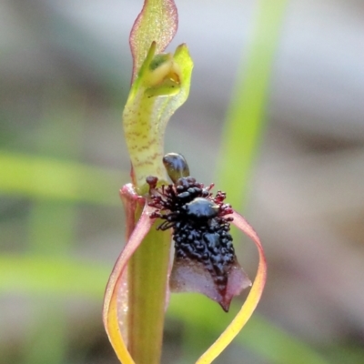 Chiloglottis diphylla (Common Wasp Orchid) at Thirlmere, NSW - 15 Jun 2023 by Snowflake