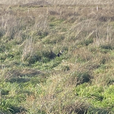 Felis catus (Feral Cat) at Whitlam, ACT - 16 Jun 2023 by SteveBorkowskis