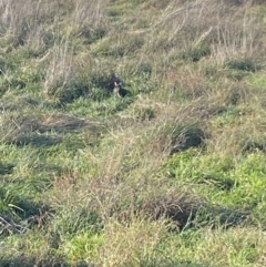 Felis catus at Whitlam, ACT - 16 Jun 2023 02:07 PM