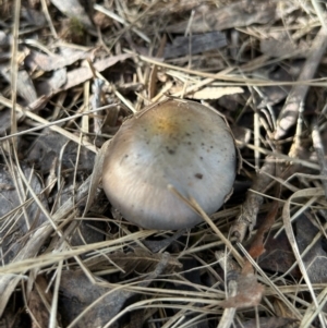 Cortinarius sp. - lilac, blue(ish), purple(ish) at QPRC LGA - suppressed