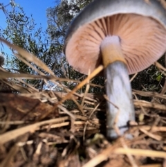 Cortinarius sp. - lilac, blue(ish), purple(ish) at QPRC LGA - 16 Jun 2023