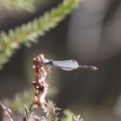 Austrolestes leda (Wandering Ringtail) at Mongarlowe River - 16 Jun 2023 by LisaH