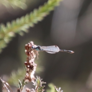 Austrolestes leda at Mongarlowe, NSW - suppressed