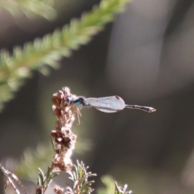 Austrolestes leda (Wandering Ringtail) at Mongarlowe, NSW - 16 Jun 2023 by LisaH