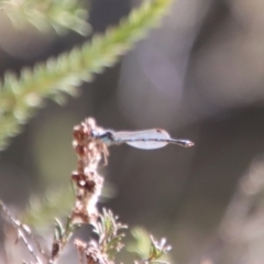 Austrolestes leda at Mongarlowe, NSW - suppressed