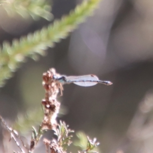 Austrolestes leda at Mongarlowe, NSW - suppressed