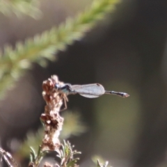 Austrolestes leda at Mongarlowe, NSW - suppressed