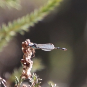 Austrolestes leda at Mongarlowe, NSW - suppressed