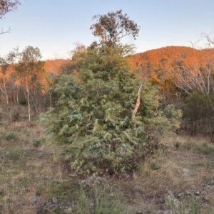 Acacia baileyana at Watson, ACT - 16 Jun 2023