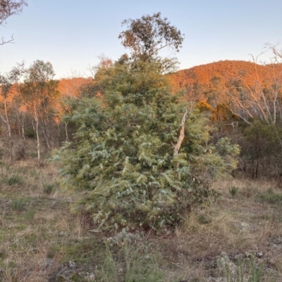 Acacia baileyana (Cootamundra Wattle, Golden Mimosa) at Watson, ACT - 16 Jun 2023 by waltraud