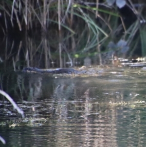 Hydromys chrysogaster at Charleys Forest, NSW - suppressed