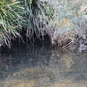 Hydromys chrysogaster at Charleys Forest, NSW - suppressed