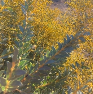 Acacia cultriformis at Watson, ACT - 16 Jun 2023