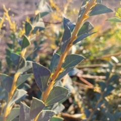 Acacia cultriformis at Watson, ACT - 16 Jun 2023