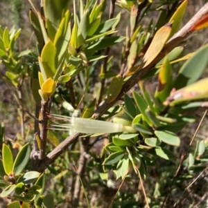 Styphelia triflora at Watson, ACT - 16 Jun 2023