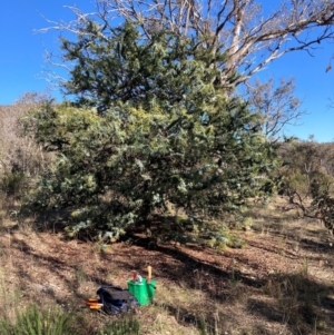 Acacia baileyana at Watson, ACT - 16 Jun 2023