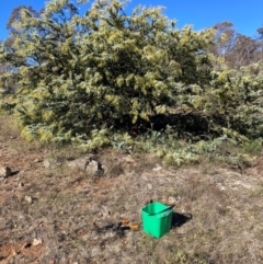 Acacia baileyana (Cootamundra Wattle, Golden Mimosa) at Watson, ACT - 16 Jun 2023 by waltraud