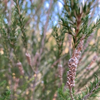 Melaleuca parvistaminea (Small-flowered Honey-myrtle) at Watson, ACT - 16 Jun 2023 by waltraud