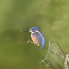 Ceyx azureus (Azure Kingfisher) at Mongarlowe, NSW - 16 Jun 2023 by LisaH