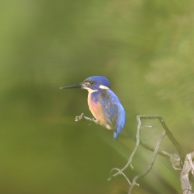 Ceyx azureus (Azure Kingfisher) at Mongarlowe River - 16 Jun 2023 by LisaH