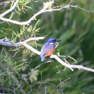 Ceyx azureus at Mongarlowe, NSW - 16 Jun 2023