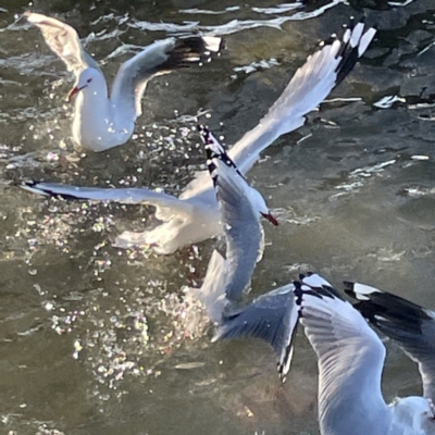 Chroicocephalus novaehollandiae (Silver Gull) at Batemans Bay, NSW - 16 Jun 2023 by Hejor1