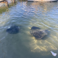 Unidentified Shark / Ray at Batemans Bay, NSW - 16 Jun 2023 by Hejor1