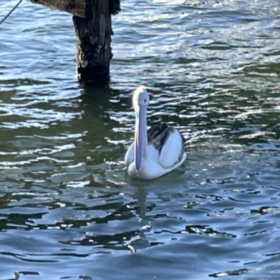 Pelecanus conspicillatus (Australian Pelican) at Batemans Bay, NSW - 16 Jun 2023 by Hejor1