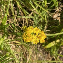 Senecio linearifolius (Fireweed Groundsel, Fireweed) at Lilli Pilli, NSW - 16 Jun 2023 by Hejor1