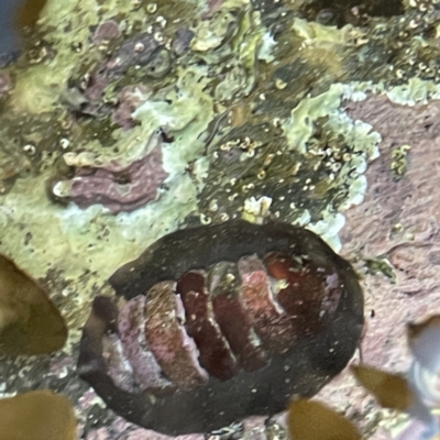 Unidentified Chiton at Lilli Pilli, NSW - 16 Jun 2023 by Hejor1