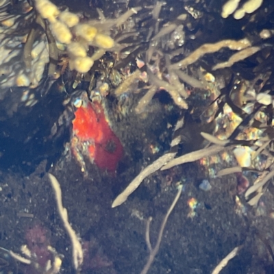 Unidentified Sea Slug, Sea Hare or Bubble Shell at Lilli Pilli, NSW - 16 Jun 2023 by Hejor1