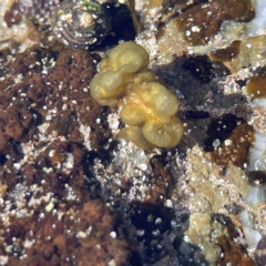Unidentified Marine Alga & Seaweed at Lilli Pilli, NSW - 16 Jun 2023 by Hejor1