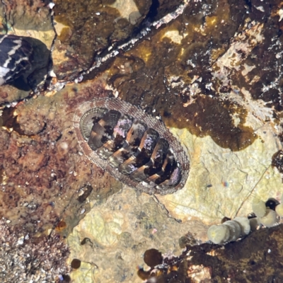 Sypharochiton pelliserpentis (Snakeskin Chiton) at Lilli Pilli, NSW - 16 Jun 2023 by Hejor1
