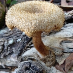 Lentinus fasciatus at Cedar Party, NSW - 16 Jun 2023 by brunonia