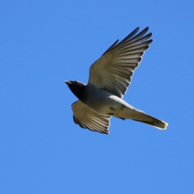 Coracina novaehollandiae (Black-faced Cuckooshrike) at Jerrabomberra Wetlands - 16 Jun 2023 by RodDeb