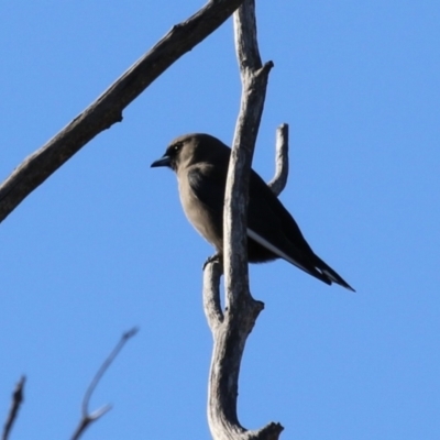 Artamus cyanopterus (Dusky Woodswallow) at Jerrabomberra Wetlands - 16 Jun 2023 by RodDeb