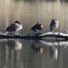 Stictonetta naevosa (Freckled Duck) at Jerrabomberra Wetlands - 16 Jun 2023 by RodDeb