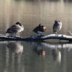 Stictonetta naevosa (Freckled Duck) at Fyshwick, ACT - 16 Jun 2023 by RodDeb