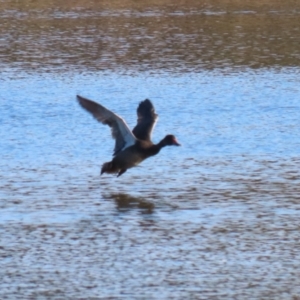 Stictonetta naevosa at Fyshwick, ACT - 16 Jun 2023