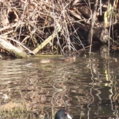 Hydromys chrysogaster (Rakali or Water Rat) at Jerrabomberra Wetlands - 16 Jun 2023 by RodDeb