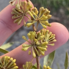 Eucalyptus elata at Phillip, ACT - 22 May 2023 04:19 PM