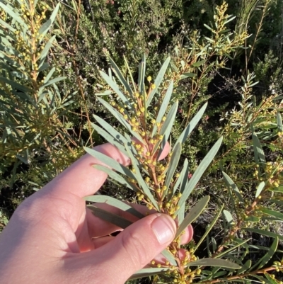 Acacia hamiltoniana at Boolijah, NSW - 20 May 2023 by Tapirlord