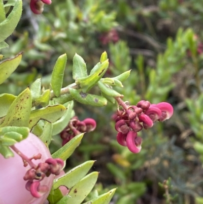 Grevillea baueri subsp. asperula (Bauer's Grevillea) at Boolijah, NSW - 20 May 2023 by Tapirlord