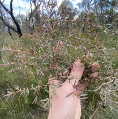 Unidentified Other Shrub at Tianjara, NSW - 20 May 2023 by Tapirlord