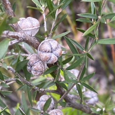 Leptospermum continentale (Prickly Teatree) at Tianjara, NSW - 20 May 2023 by Tapirlord