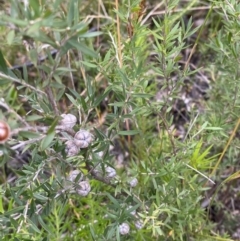 Leptospermum continentale at Tianjara, NSW - 20 May 2023 01:30 PM