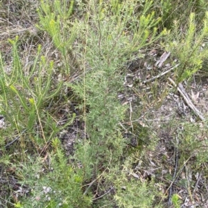 Leptospermum continentale at Tianjara, NSW - 20 May 2023 01:30 PM