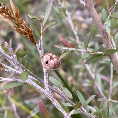 Leptospermum polygalifolium (Tantoon) at Tianjara, NSW - 20 May 2023 by Tapirlord