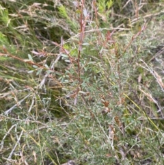 Leptospermum polygalifolium at Tianjara, NSW - 20 May 2023 01:28 PM