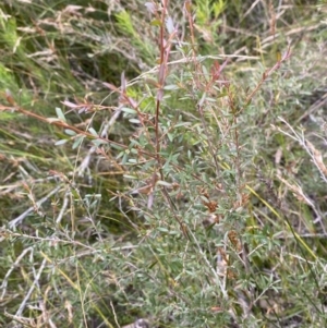 Leptospermum polygalifolium at Tianjara, NSW - 20 May 2023 01:28 PM